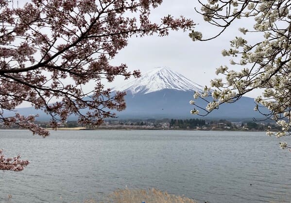 河口湖畔から見る富士山と桜