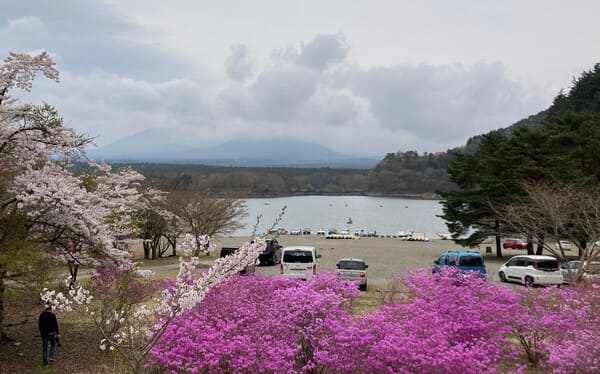 30km地点精進湖湖畔から見る富士山とさくら